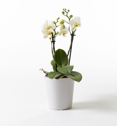 Hvit midi orkide i potte